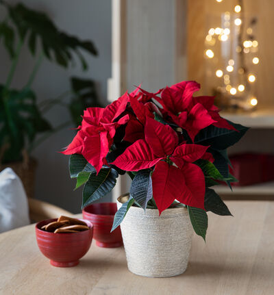 Rød julestjerne medium Rød julestjerne medium